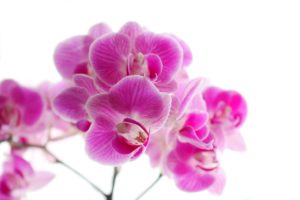 orchid