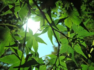 sunbeams